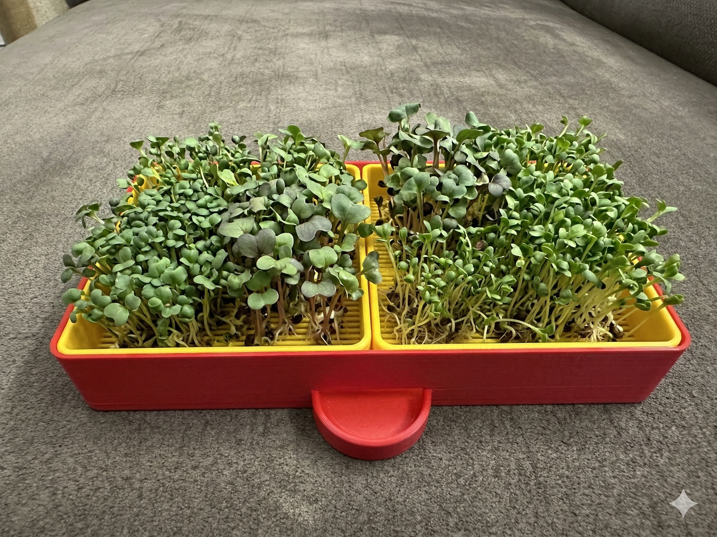 BEEJ - Kids Hydroponic Microgreens Grow Kit – Learn, Grow & Eat Fresh!